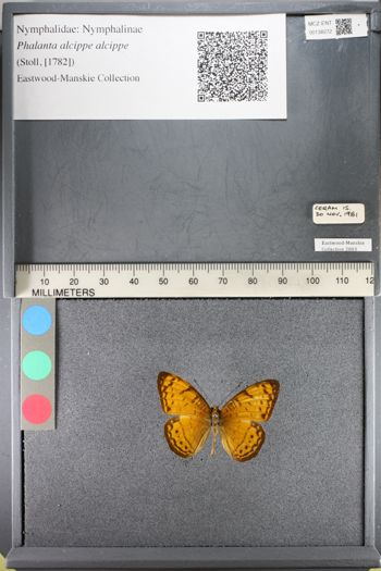 Media type: image;   Entomology 138272